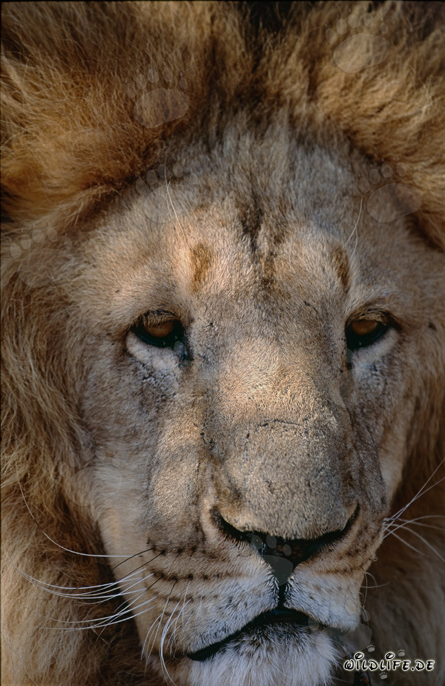 Visage imposant du lion de l'Atlas (Panthera leo leo)