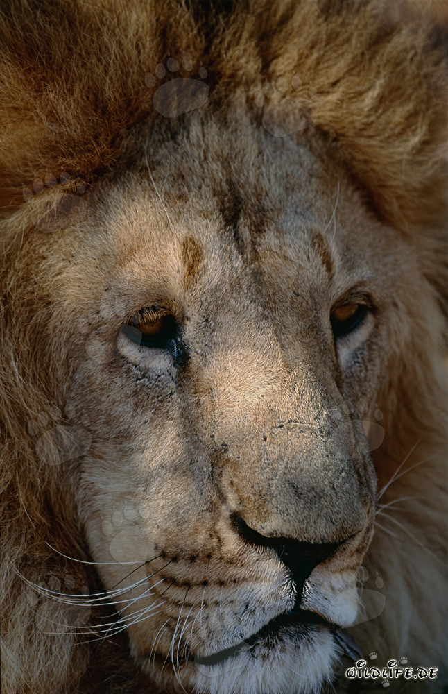 Portrait of a Majestic Barbary Lion