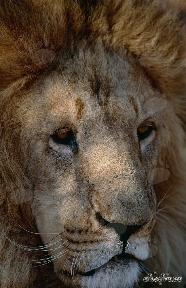 Retrato de un majestuoso león bereber