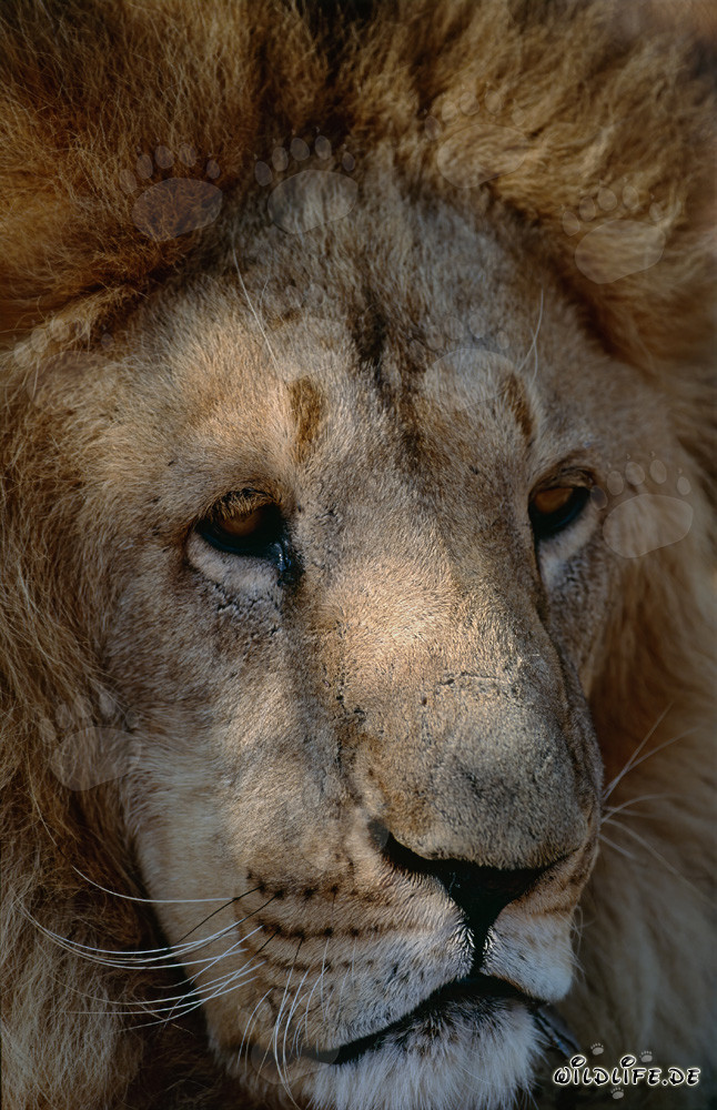 Ritratto di un maestoso leone berbero