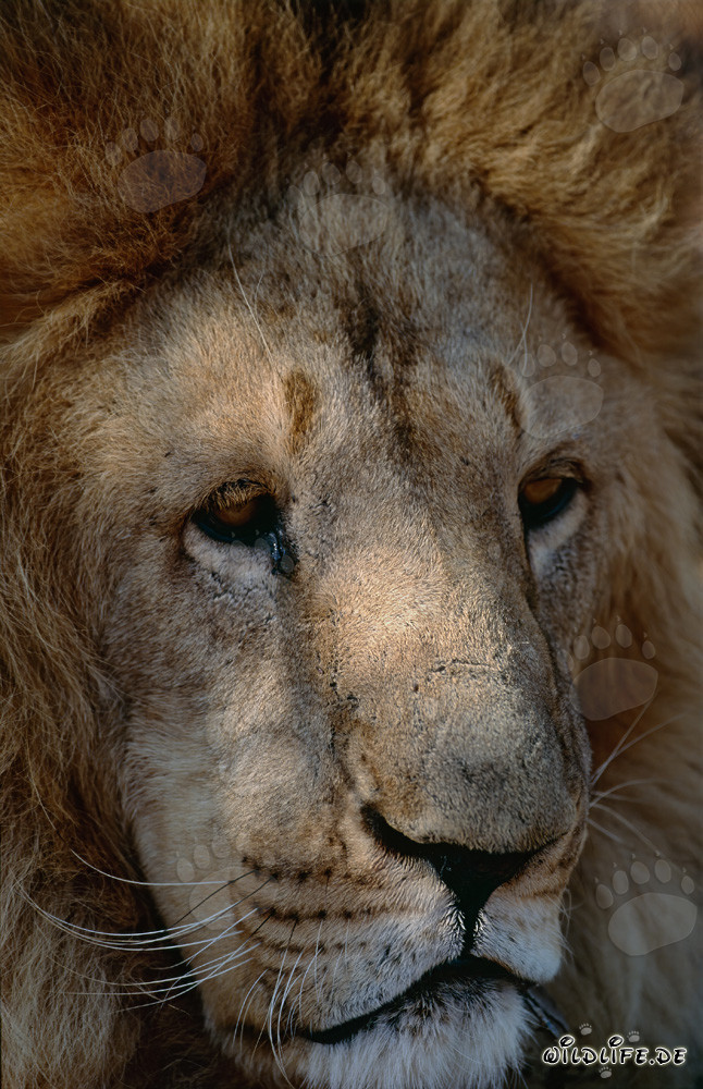 Portrait d'un majestueux lion berbère
