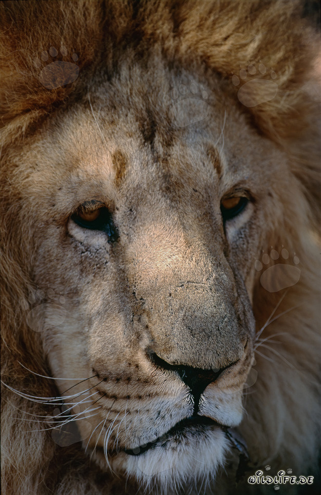 Detailed Barbary Lion Portrait - Majestic Big Cat from North Africa