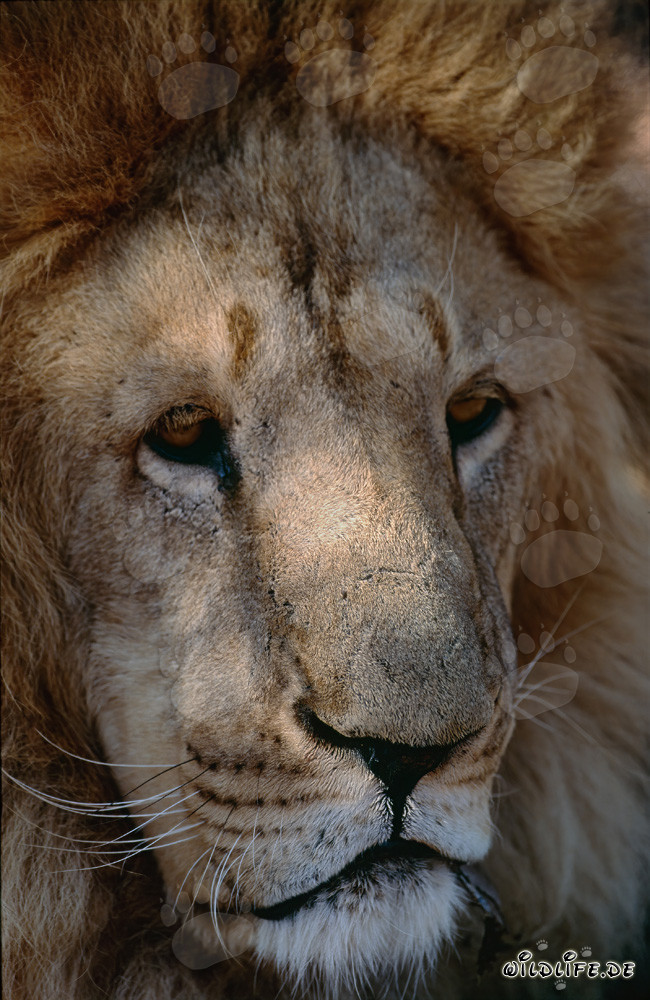 Detailreiches Barbary Lion Portrait - Majestätische Großkatze aus Nordafrika