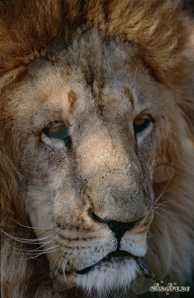 Retrato detallado del León de Berbería - Majestuoso gran felino del norte de África