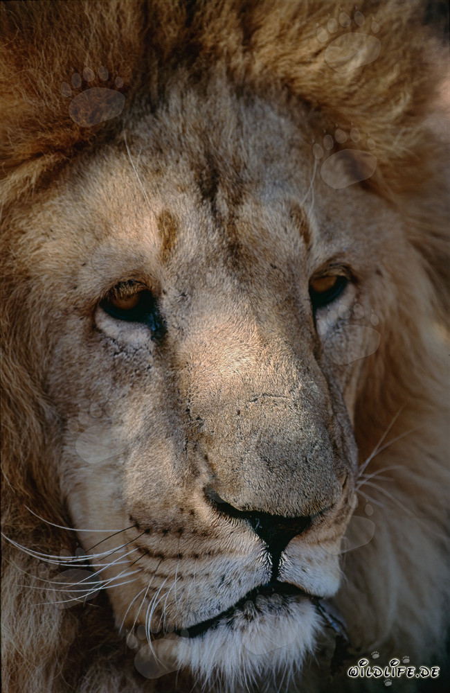 Ritratto dettagliato del Leone del Barbaro - Maestoso grande felino dell'Africa del Nord