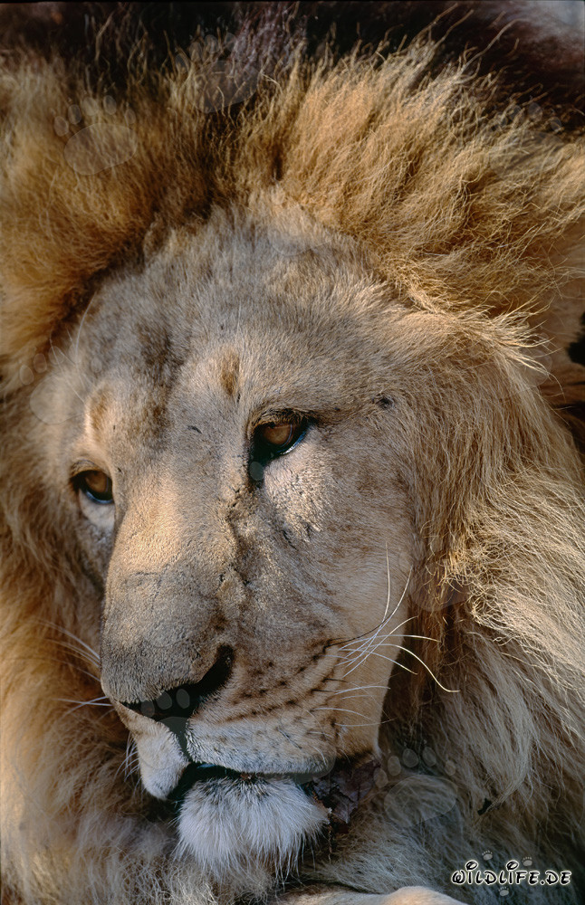 Portrait of a majestic Barbary Lion