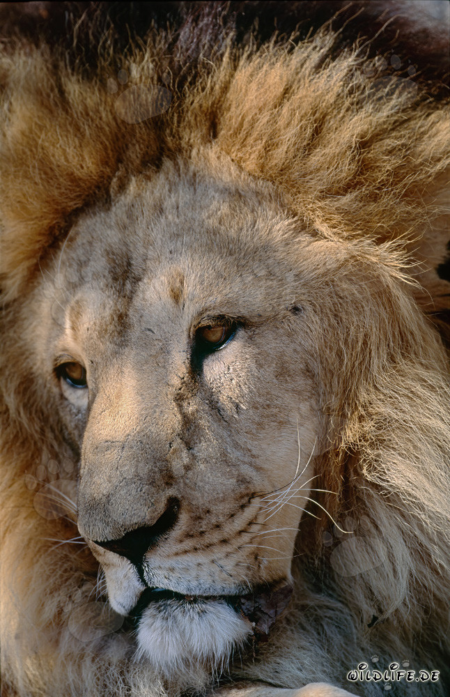 Retrato de un majestuoso león bereber