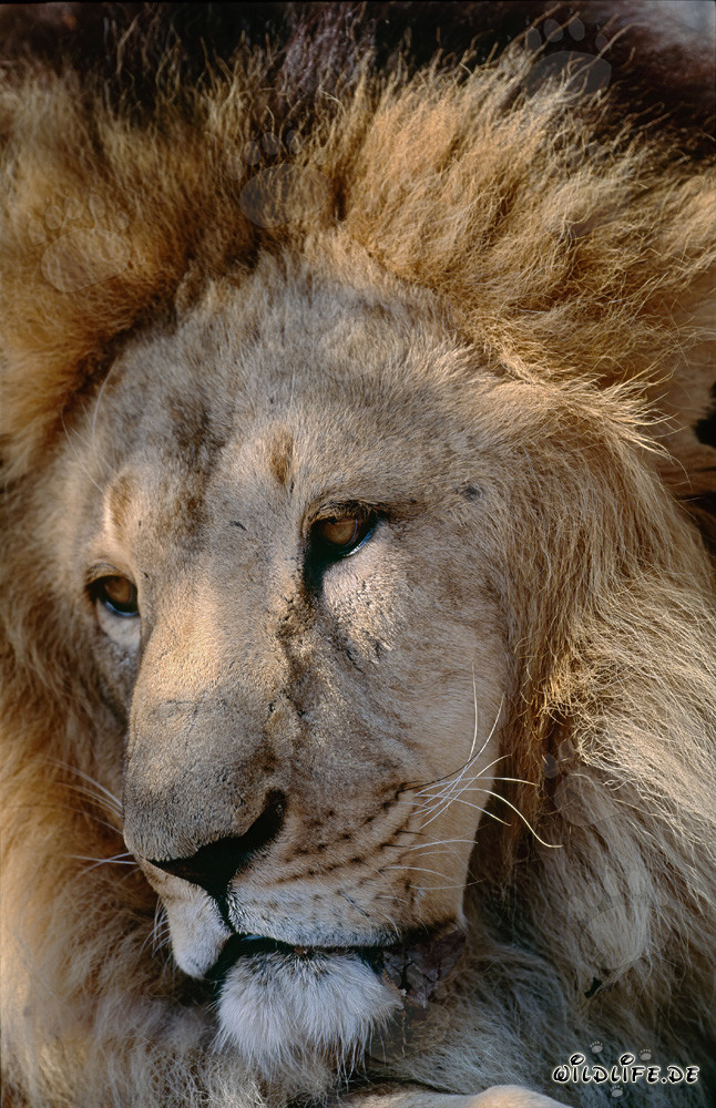 Portrait d'un lion berbère majestueux