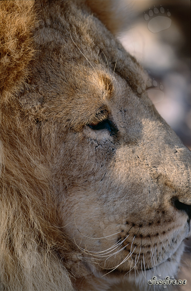 Majestic Barbary Lion Portrait from the Side