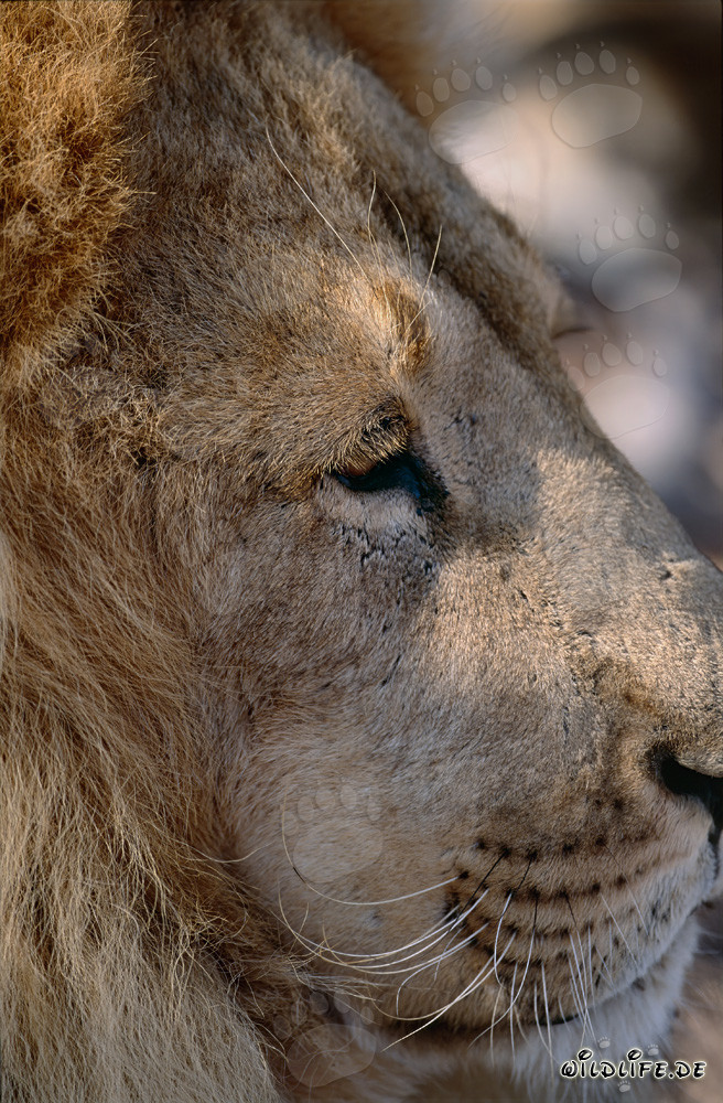 Portrait majestueux de tête de lion berbère de côté