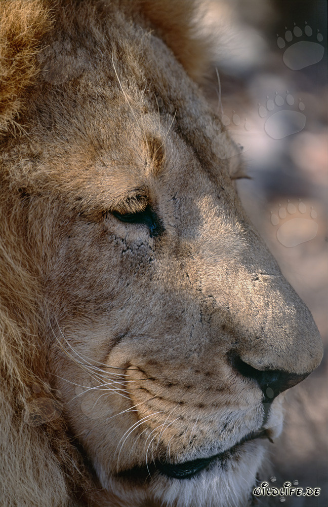 Close-up of a Berber lion's face from the side