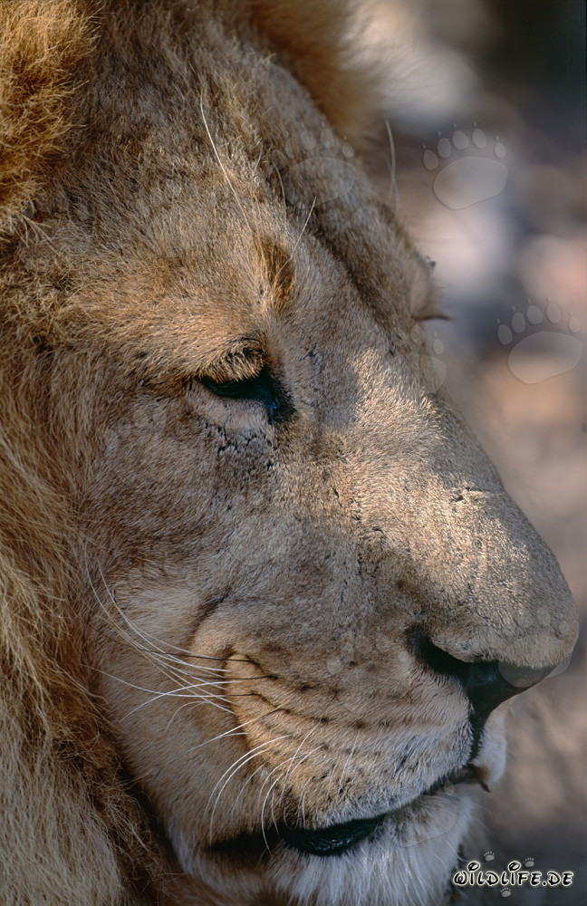 Portrait de profil d'un lion de l'Atlas berbère
