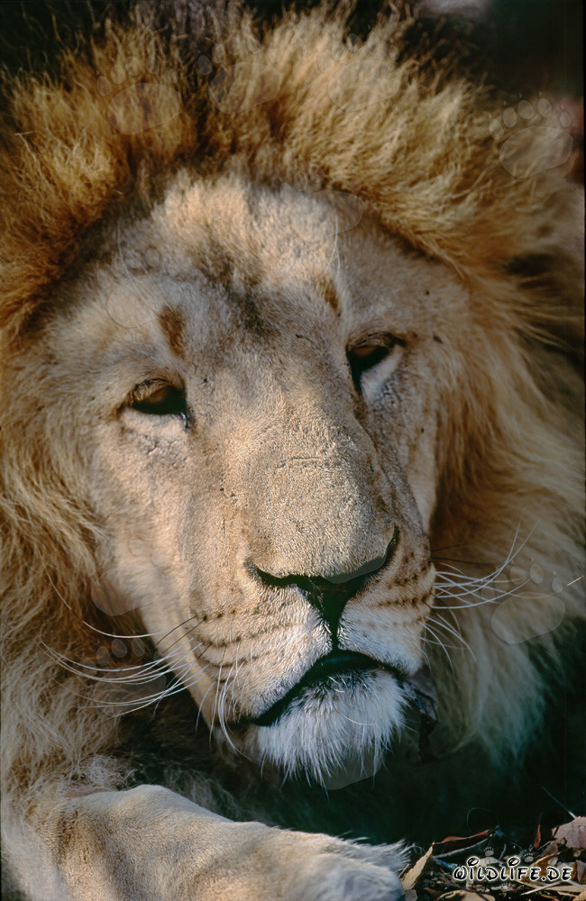 Barbary Lion Portrait