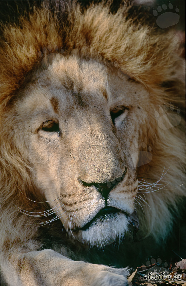 Affascinante Leone del Berbero
