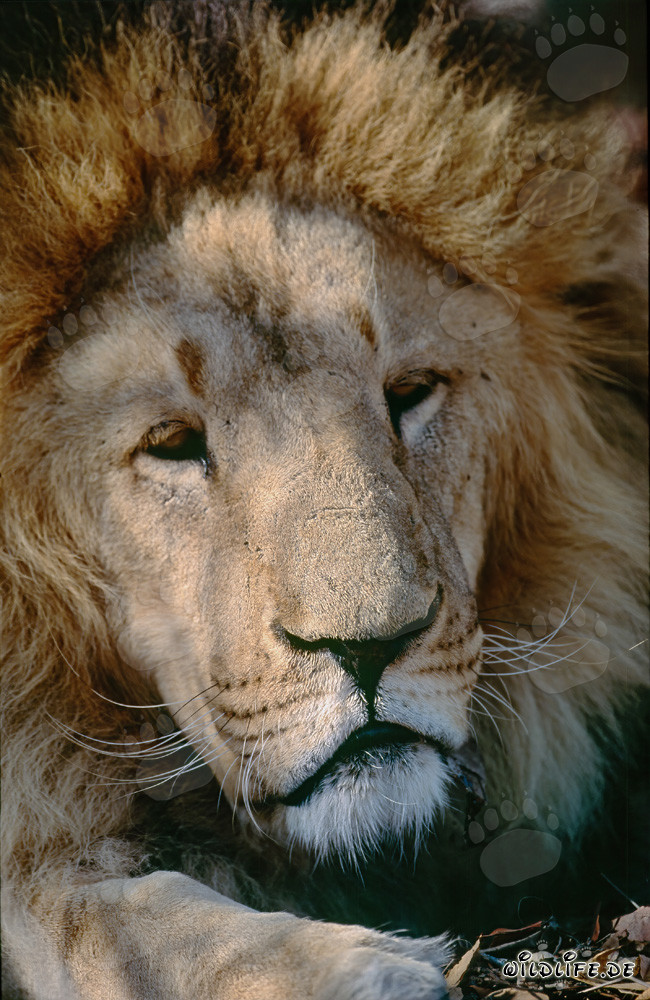 Fascinant Lion de l'Atlas