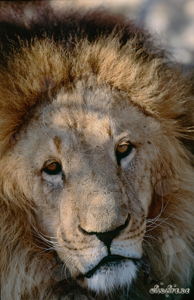 Fascinating portrait of a majestic Barbary lion