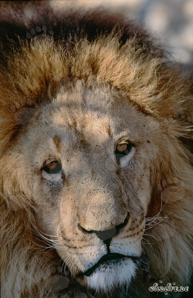 Retrato fascinante de un majestuoso león bereber