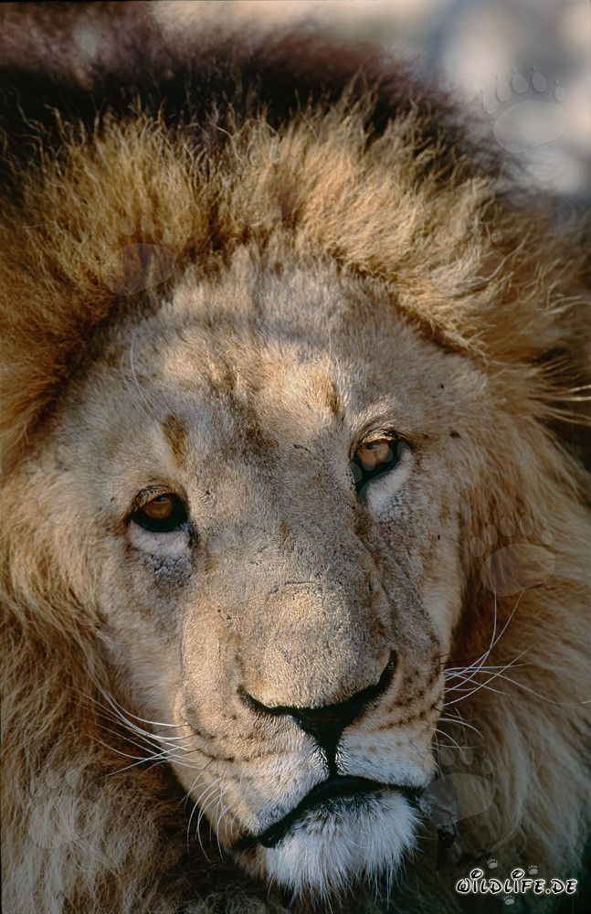 Ritratto affascinante di un maestoso leone berbero