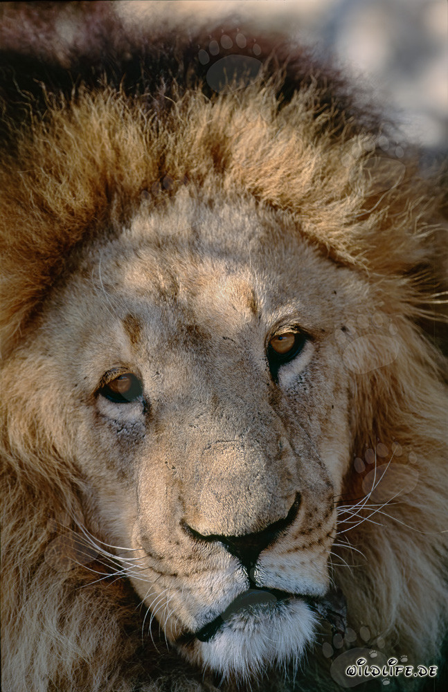 Portrait fascinant d'un majestueux lion berbère