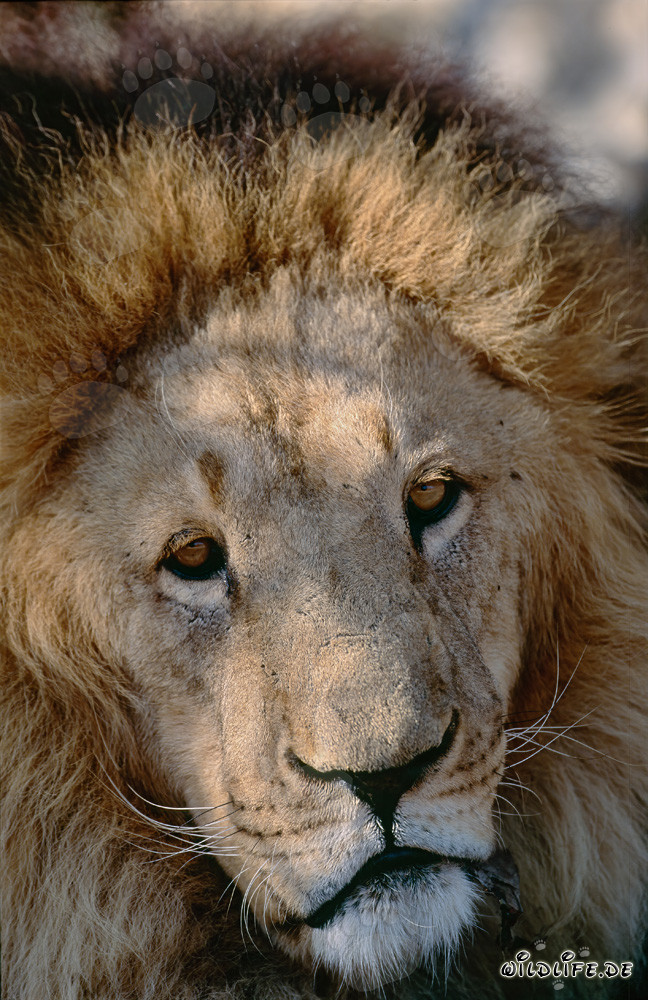 Impressive portrait of a Barbary Lion: Majestic big cat in focus