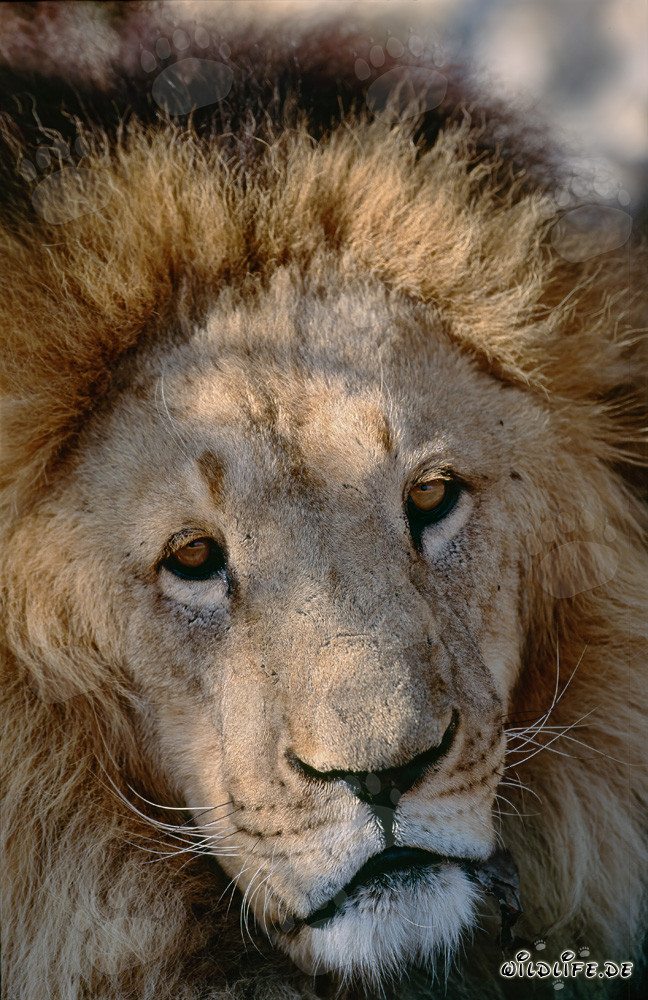 Retrato imponente de un león bereber: majestuoso felino en foco