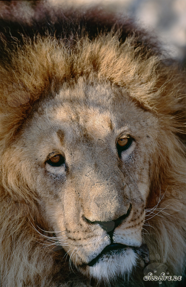 Portrait imposant d'un lion berbère : majestueux félin en focus