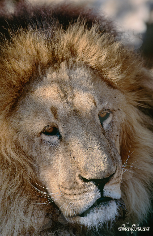 Majestic face of the Barbary Lion at Hoedspruit Research & Breeding Centre, South Africa