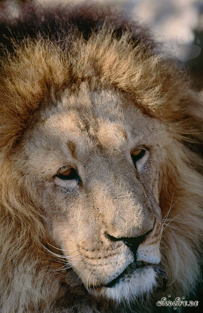 Imposantes Gesicht des Berberlöwen im Hoedspruit Research & Breeding Centre, Südafrika