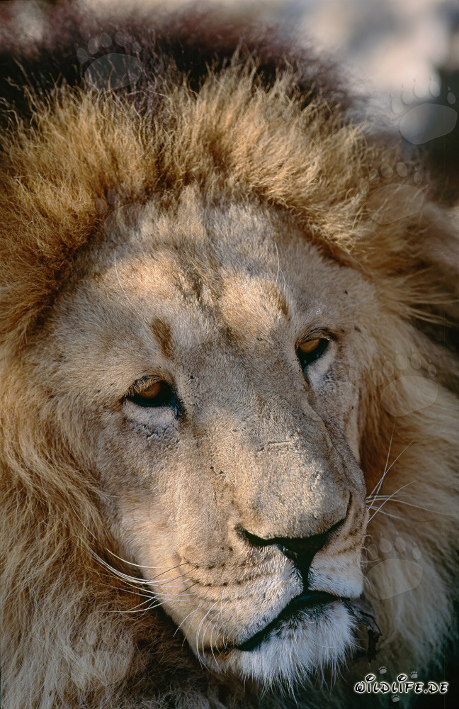 Ritratto imponente del leone berbero all'Hoedspruit Research & Breeding Centre, Sudafrica