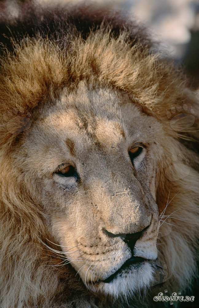 Portrait impressionnant du lion berbère au Hoedspruit Research & Breeding Centre, Afrique du Sud