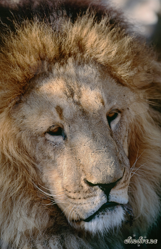 Fascinating Berber Lion Eyes