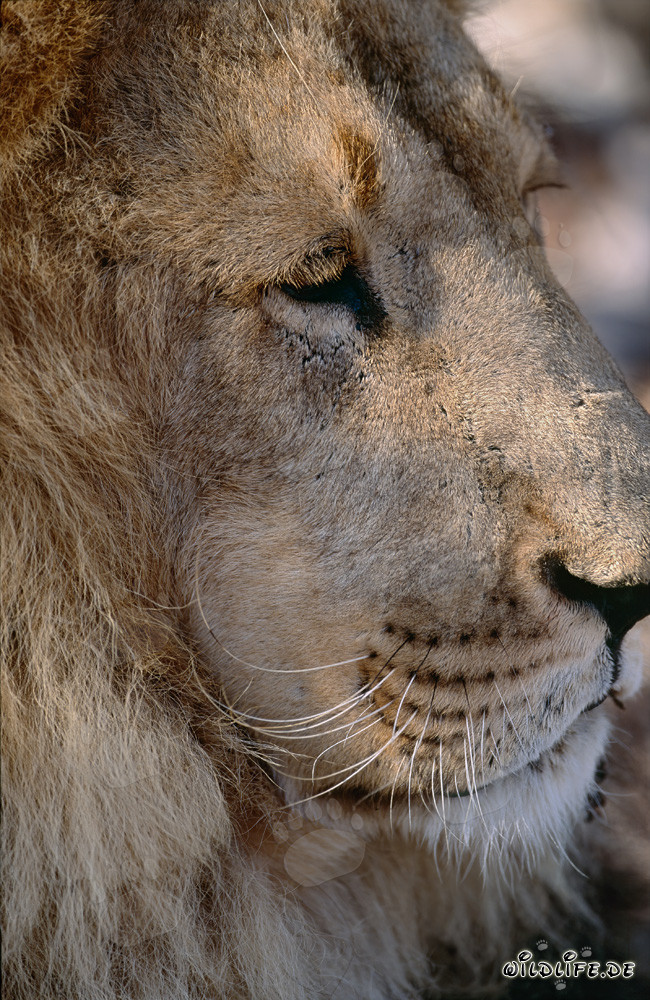 Majestic side portrait of a Barbary lion