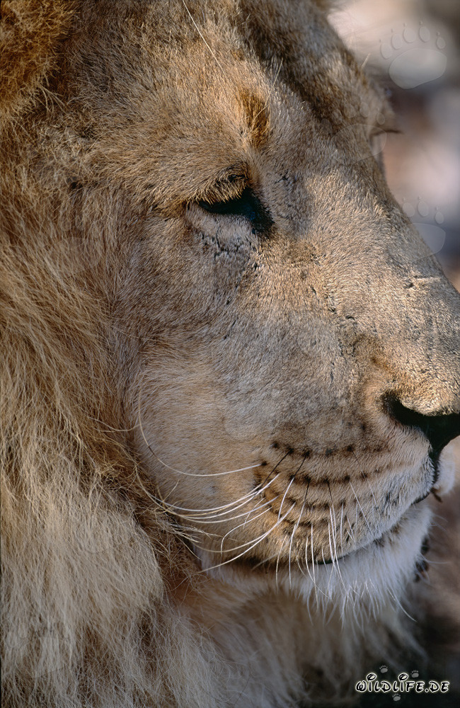 Portrait majestueux en profil d'un lion berbère