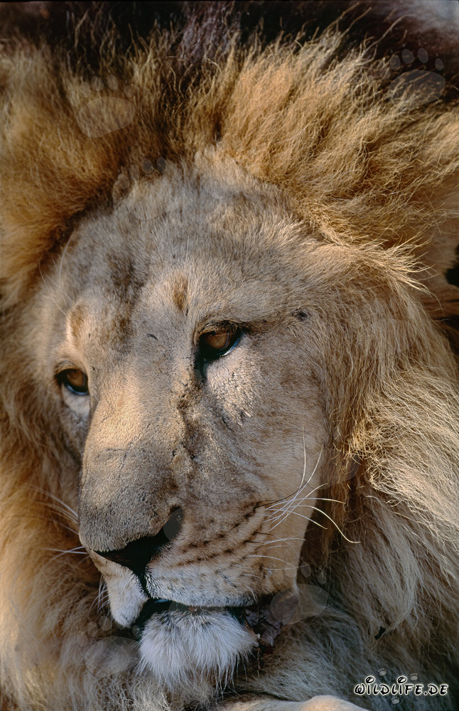 Fascinating face of the Barbary lion