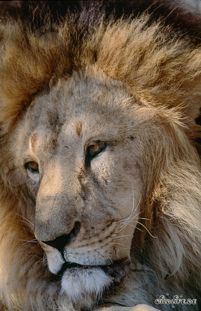 Rostro fascinante del león bereber
