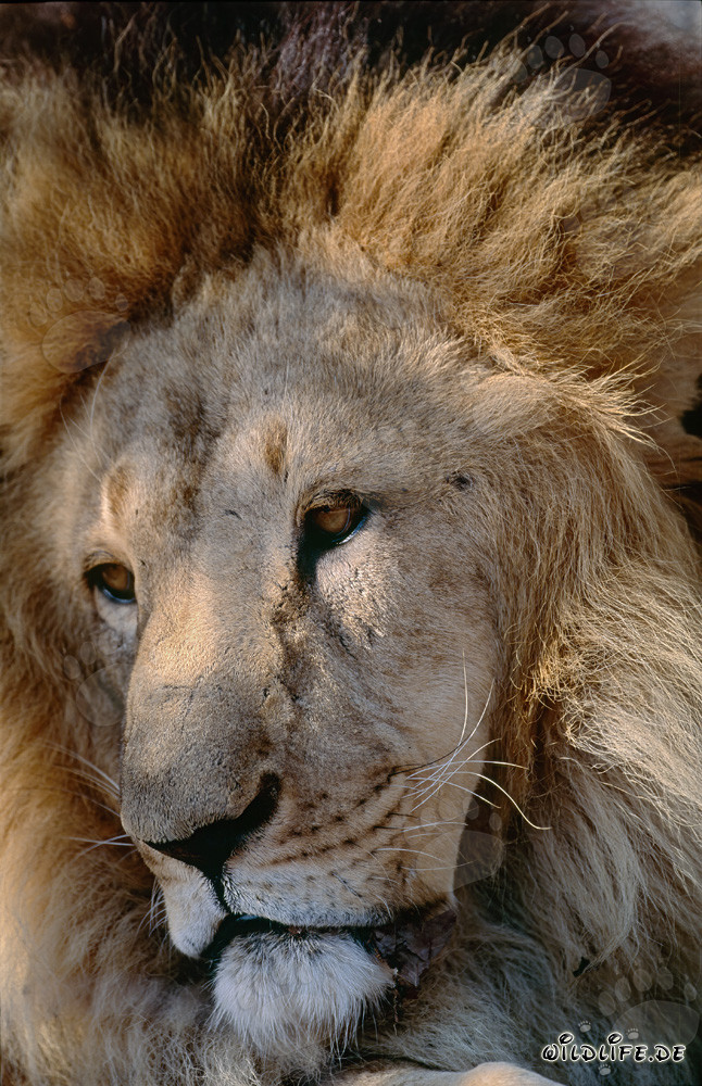Il volto affascinante del leone berbero