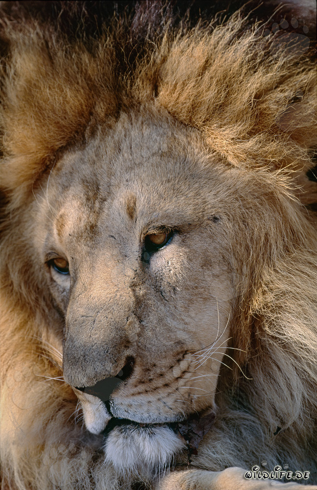 Lion de l'Atlas : Majestueuse tête de lion avec une crinière imposante
