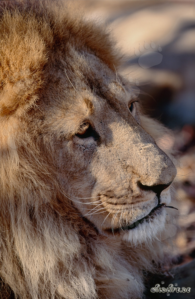 Fascinating head portrait of a Barbary lion