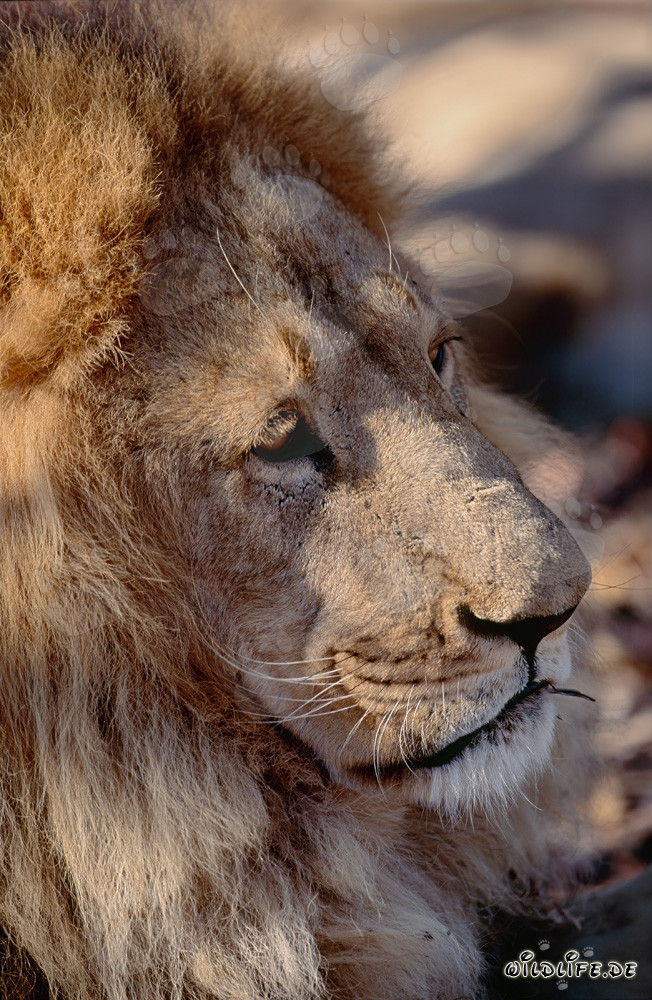 Retrato fascinante de un león bereber