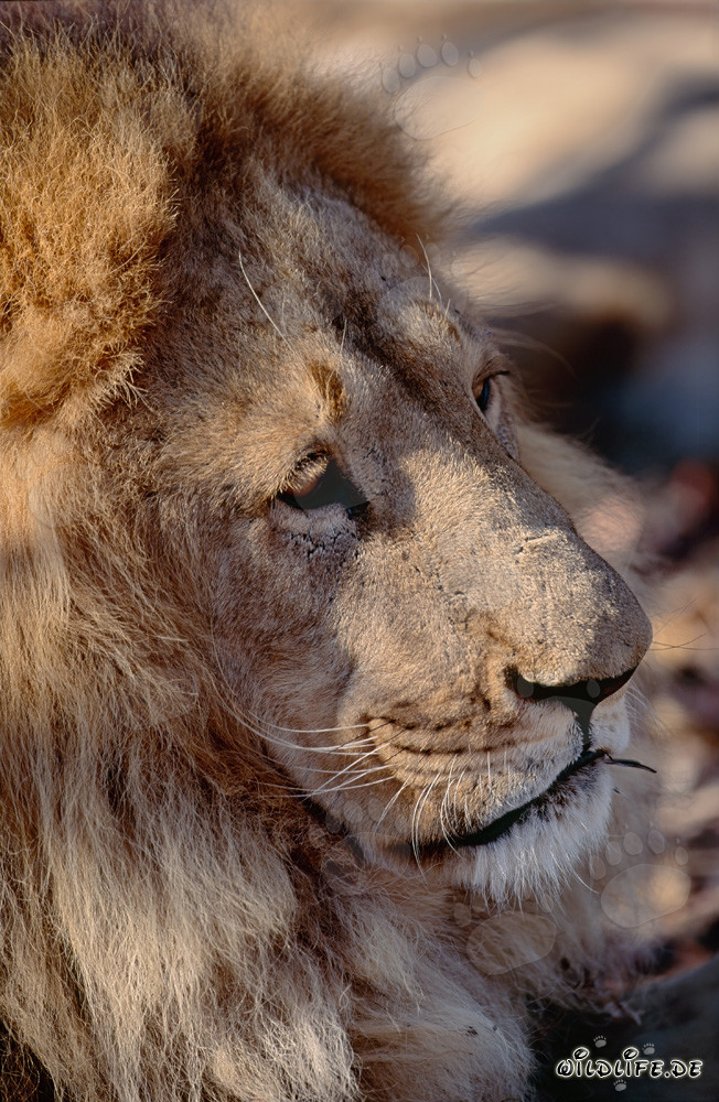 Portrait fascinant d'un lion berbère