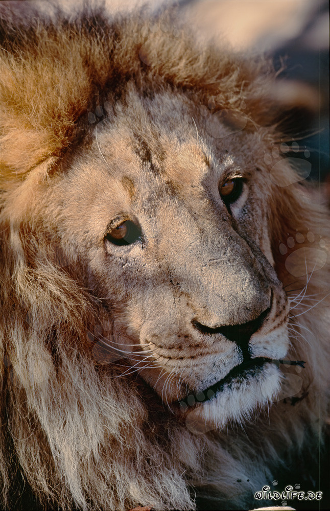 Fascinating portrait of a Barbary lion