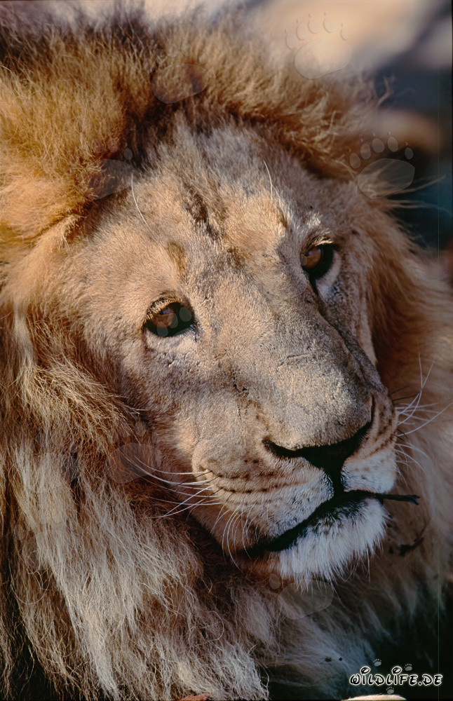 Retrato fascinante de un león bereber