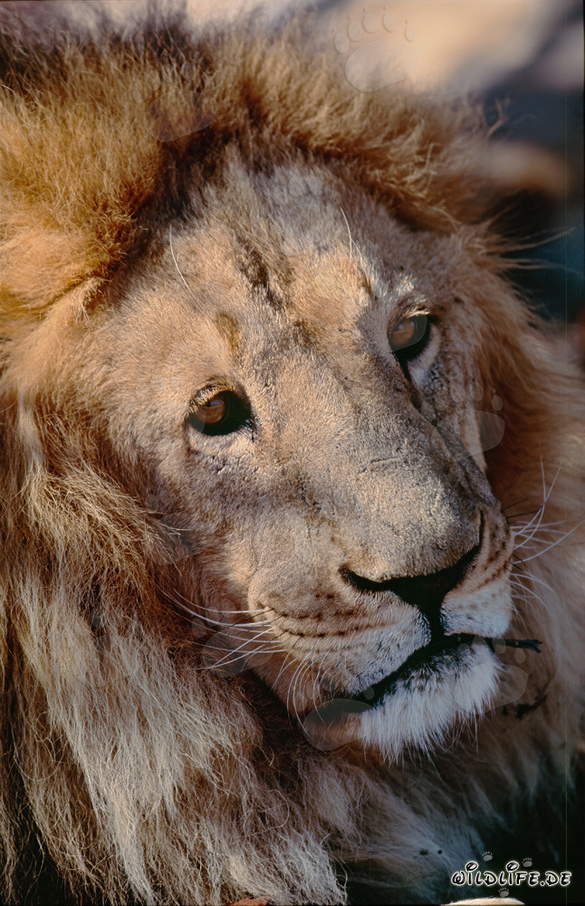 Portrait fascinant d'un lion berbère