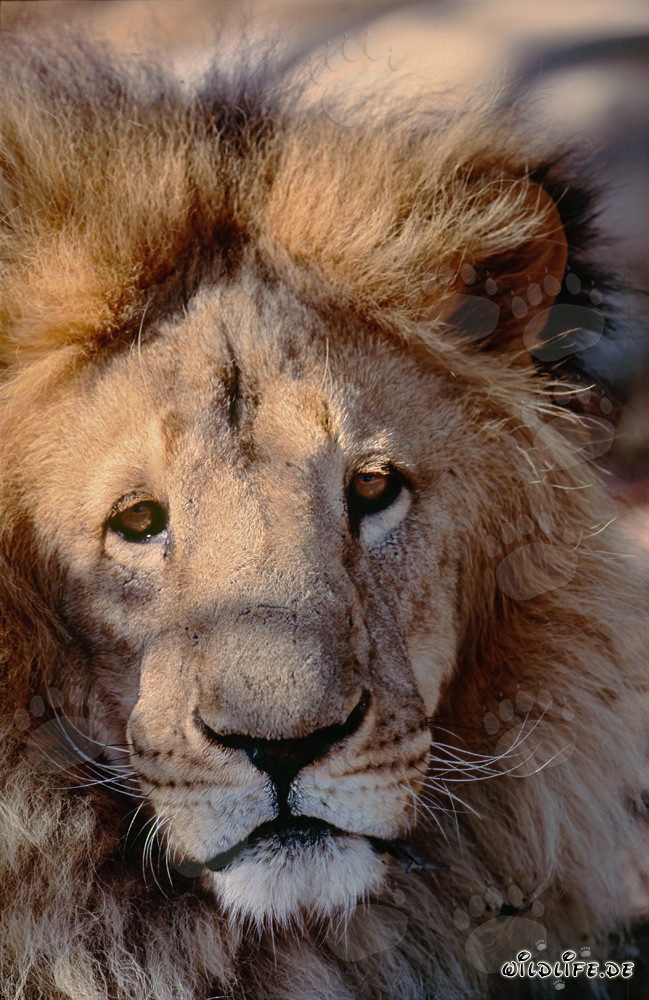 Majestic Barbary Lion in Captivity