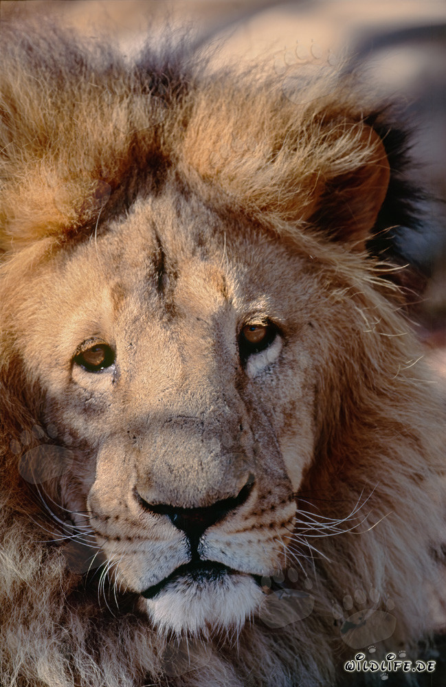 Lion berbère majestueux en captivité