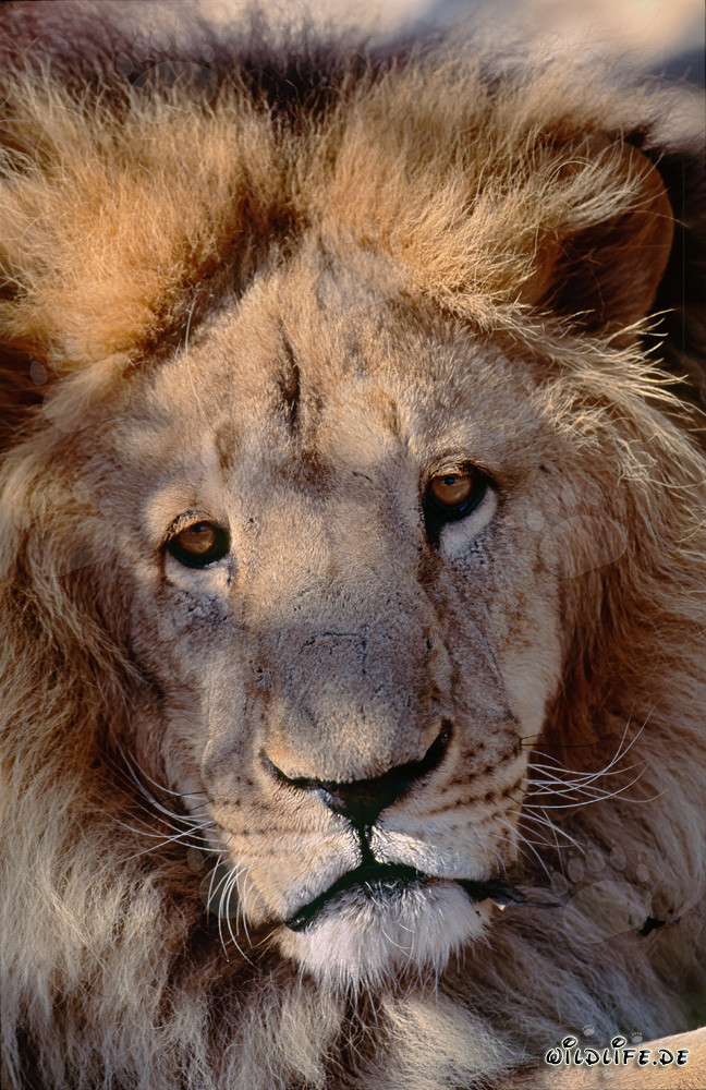 Fascinating Gaze of the Barbary Lion (Panthera leo leo)