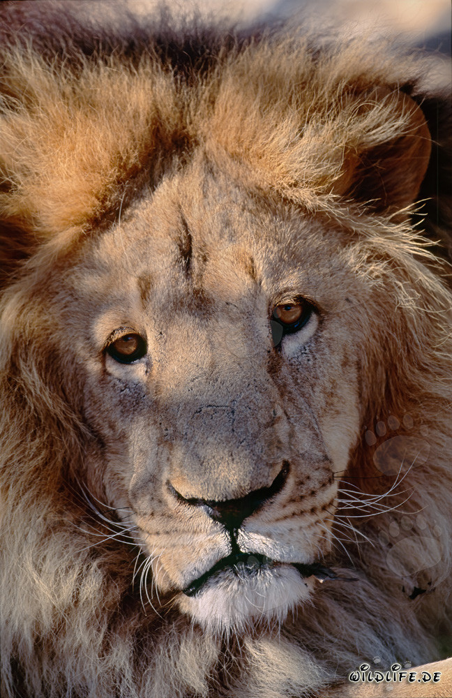 Faszinierender Blick des Berberlöwen (Panthera leo leo)