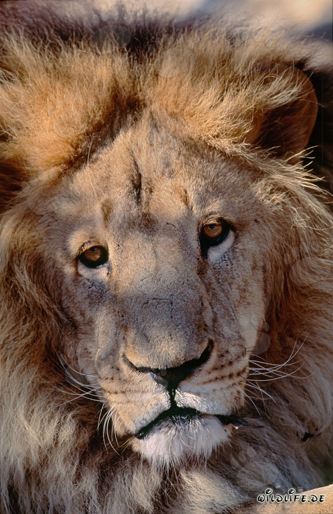 Mirada fascinante del león del Atlas (Panthera leo leo)