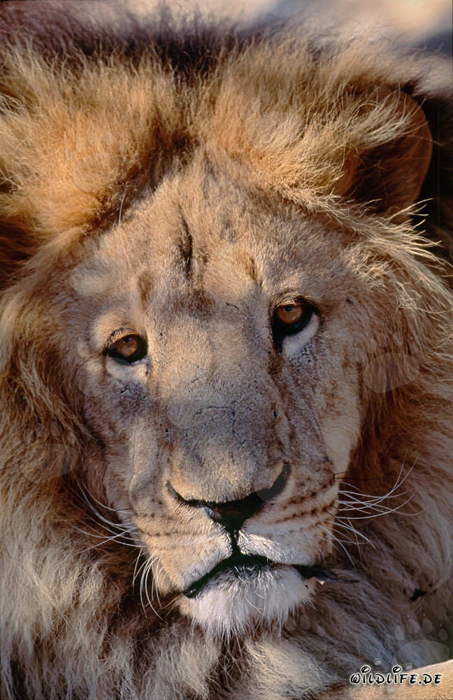 Sguardo affascinante del leone dell'Atlante (Panthera leo leo)