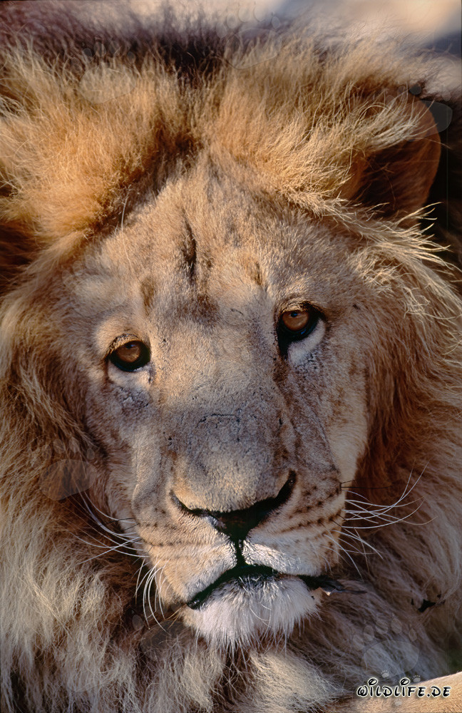 Regard fascinant du lion de l'Atlas (Panthera leo leo)